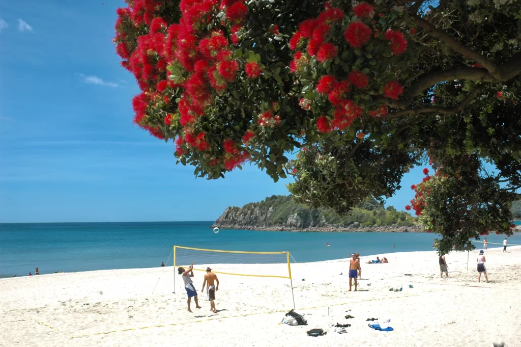 Beachgoers play volleyball partly under the shade of trees laden with red flowers on Mount Maunganui Beach on the North Island, one of the best beaches in New Zealand.