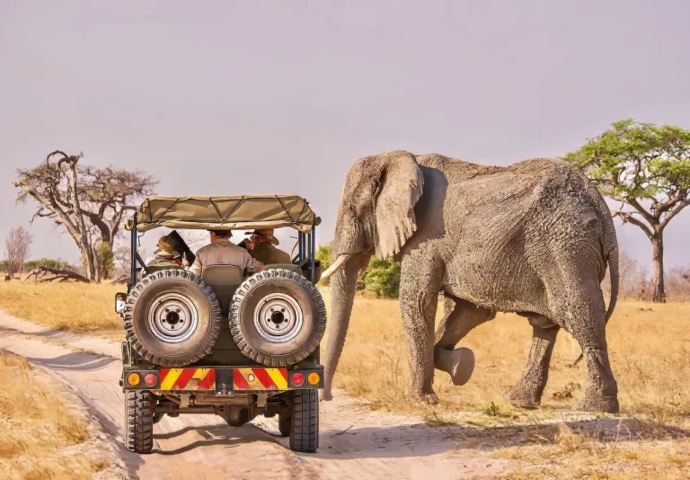 Tourists get a close encounter with an elephant crossing a dirt road during a safari, one of the top things to do in Botswana.