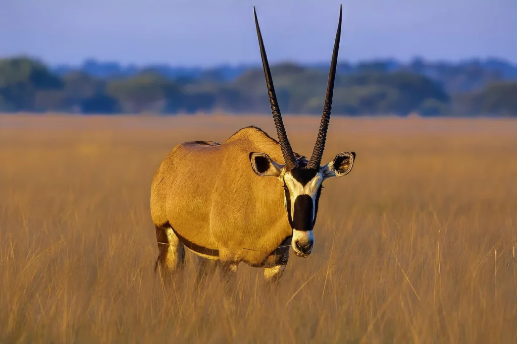 Gemsbok (Oryx gazella) standing in savanna in the morning sun light at Central Kalahari Desert, one of the attractions featured in this Botswana travel guide.