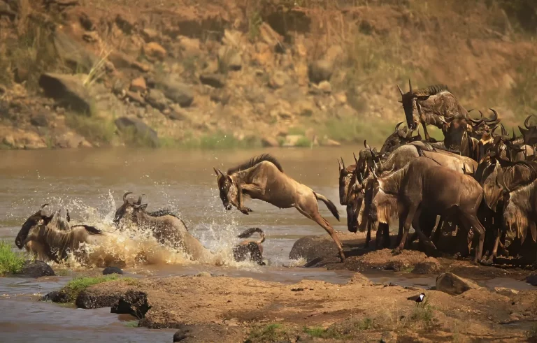 African Safari Sights | Wildebeests crossing Mara River in Kenya.