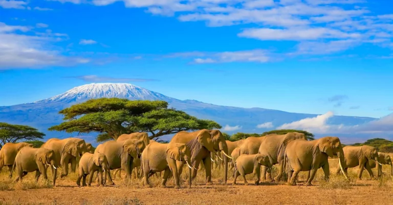 A herd of Elephants seen on during a Tanzania Safari